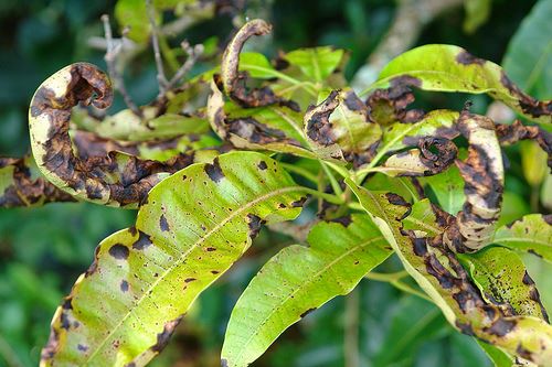 Anthracnose